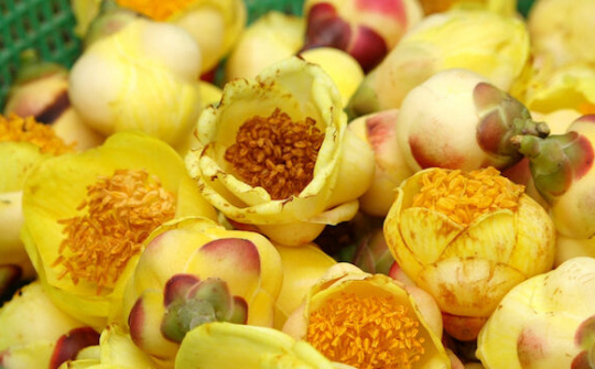 Thương hiệu trà hoa vàng Tam Đảo, đắt như vàng ròng giúp nông dân thu được tiền tỷ