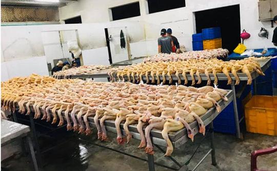 Đà Nẵng: Trực vệ sinh và chống dịch 24/24 trong dịp Tết