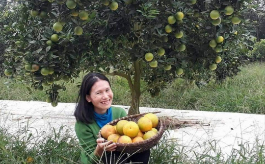 Ước mơ “Làng du lịch cam Vinh sinh thái” và làm nông không cần đất của cô gái trẻ đam mê với cam