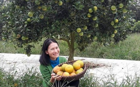 Ước mơ “Làng du lịch cam Vinh sinh thái” và làm nông không cần đất của cô gái trẻ đam mê với cam