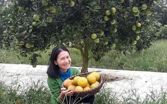 Ước mơ “Làng du lịch cam Vinh sinh thái” và làm nông không cần đất của cô gái trẻ đam mê với cam