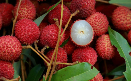 Thương hiệu trái cây Việt tiếp tục thâm nhập nhiều thị trường khó tính