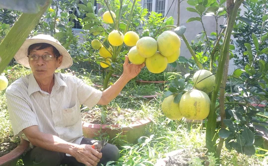 Đồng Tháp: Lão nông huyện Lai Vung trồng thành công giống "Bưởi Diễn" có nguồn gốc từ Miền Bắc.