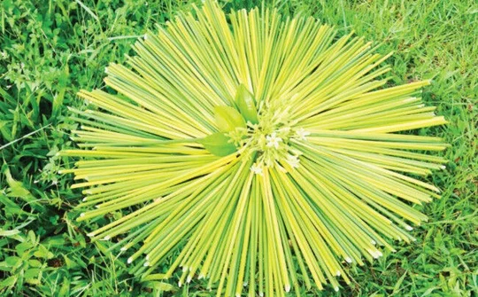 Khởi nghiệp bằng sản phẩm thân thiện với môi trường