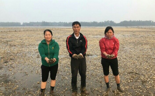 Thanh Hóa: Người dân ngửa cổ than trời vì cánh đồng ngao chết trắng