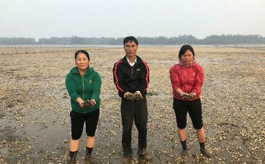 Thanh Hóa: Người dân ngửa cổ than trời vì cánh đồng ngao chết trắng