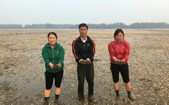 Thanh Hóa: Người dân ngửa cổ than trời vì cánh đồng ngao chết trắng