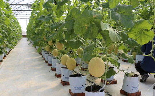 Luật Trồng trọt có hiệu lực, gắn sản xuất với chế biến nông sản