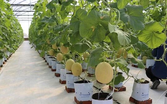 Luật Trồng trọt có hiệu lực, gắn sản xuất với chế biến nông sản