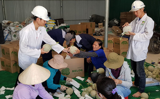 Dưa lưới Huế đã sẵn sàng đón Tết