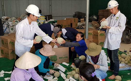 Dưa lưới Huế đã sẵn sàng đón Tết