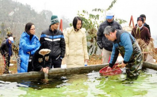 “Vua” cá Hồi, cá Tầm ở Thác Bạc Sa Pa