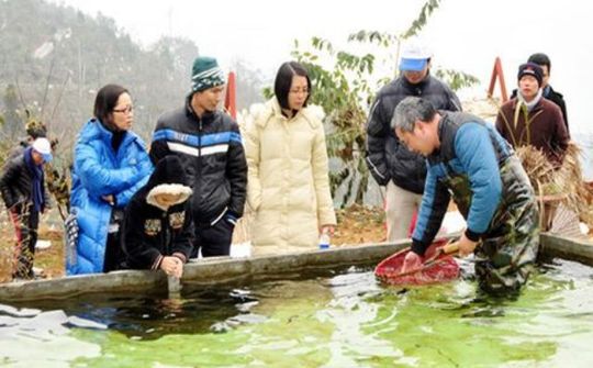 “Vua” cá Hồi, cá Tầm ở Thác Bạc Sa Pa