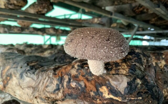 Nấm hương Sa Pa đạt chuẩn VietGAP