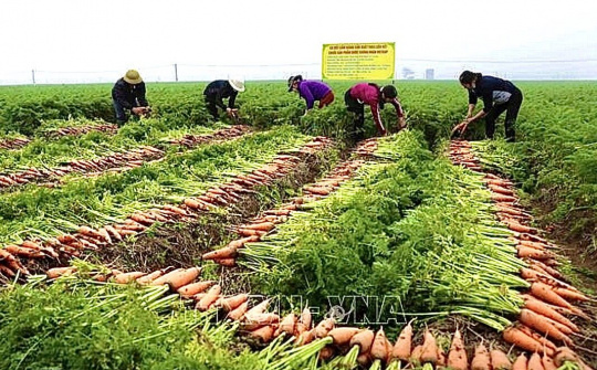 Nông nghiệp các địa phương nỗ lực đạt mục tiêu tăng trưởng