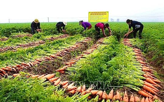 Nông nghiệp các địa phương nỗ lực đạt mục tiêu tăng trưởng