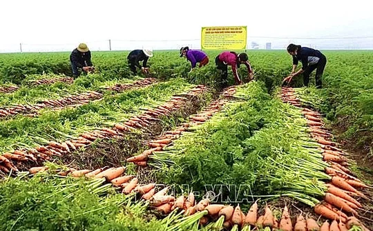 Nông nghiệp các địa phương nỗ lực đạt mục tiêu tăng trưởng