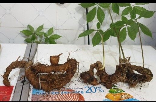 Thế giới dược liệu SaPa: Địa chỉ vàng trong làng dược liệu Tây Bắc