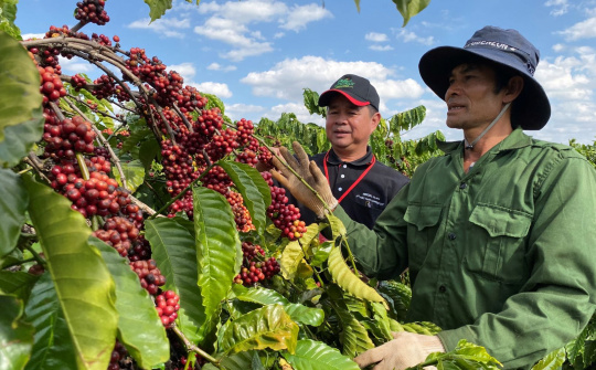 Nescafé Plan 10 năm đồng hành phát triển bền vững cà phê Việt