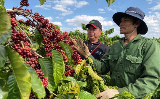Nescafé Plan 10 năm đồng hành phát triển bền vững cà phê Việt