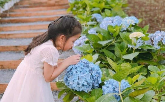 Đồi hoa xuân Thái Hòa hấp dẫn du khách bởi Con đường  tình yêu hoa Cẩm Tú Cầu