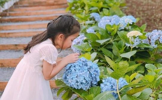 Đồi hoa xuân Thái Hòa hấp dẫn du khách bởi Con đường tình yêu hoa Cẩm Tú Cầu