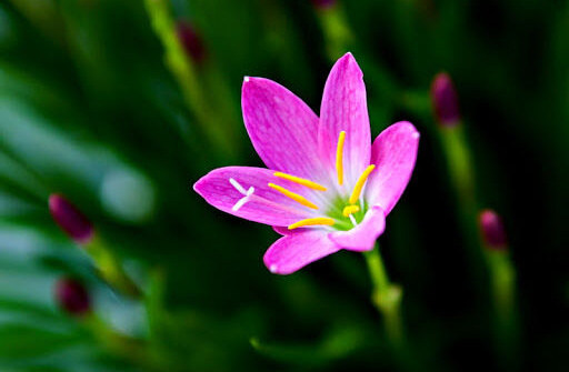 “Gia vị” cuộc sống trong thơ Đoàn Mạnh Phương