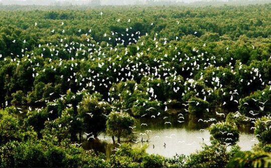 Kho tài nguyên tiếng chim hót trong rừng tràm xanh