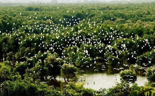 Kho tài nguyên tiếng chim hót trong rừng tràm xanh