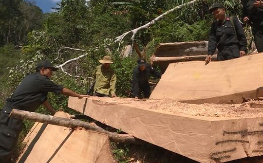 Nguyên Giám đốc Công ty TNHH MTV Lâm nghiệp Ea Kar bị khởi tố vì để mất rừng