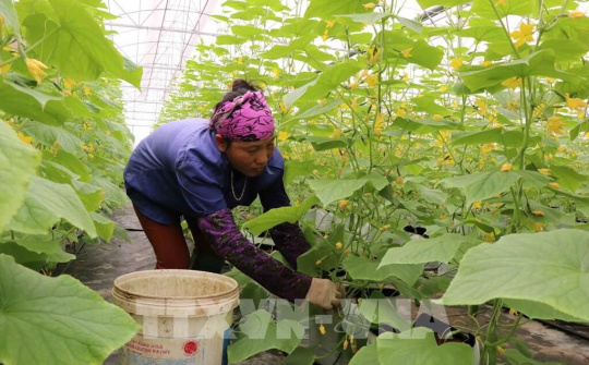 Bắc Ninh: Triển khai các biện pháp nhằm tháo gỡ khó khăn cho nông dân