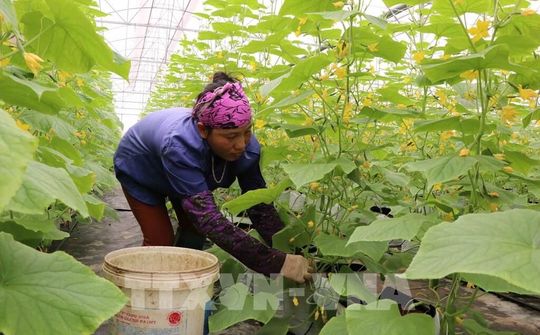 Bắc Ninh: Triển khai các biện pháp nhằm tháo gỡ khó khăn cho nông dân