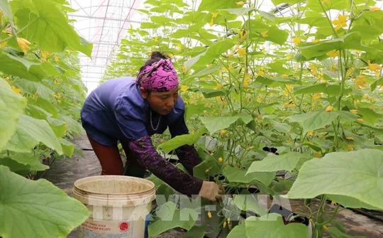 Bắc Ninh: Triển khai các biện pháp nhằm tháo gỡ khó khăn cho nông dân