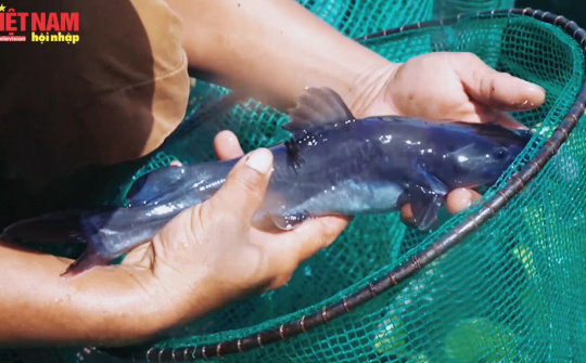 Đắk Lắk: Nuôi cá Lăng Nha trên Lồng bè