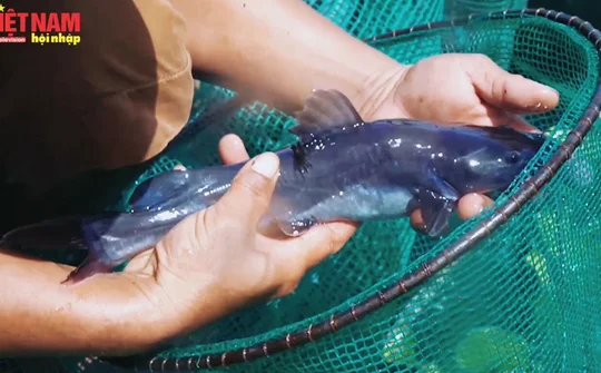 Đắk Lắk: Nuôi cá Lăng Nha trên Lồng bè
