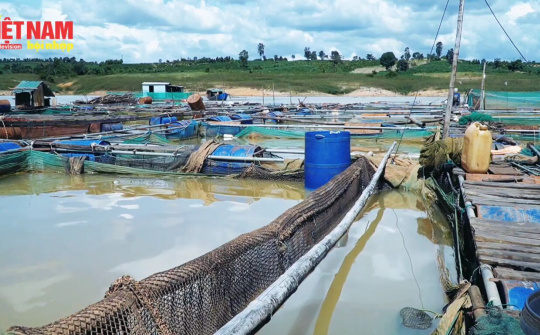 Gia Lai: Nuôi cá Thát Lát lồng bè ở Sông, Ao, Hồ