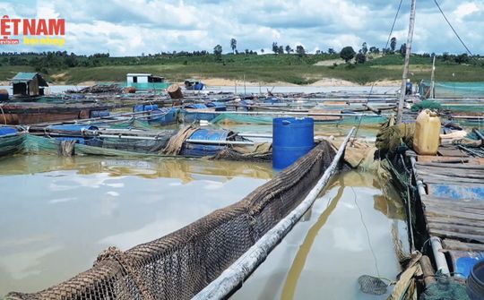 Gia Lai: Nuôi cá Thát Lát lồng bè ở Sông, Ao, Hồ