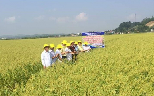 Nếp cái hoa vàng “Gia Miêu Ngoại Trang” ở Hà Long