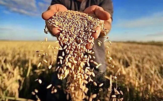 Bảo đảm an ninh lương thực quốc gia đến năm 2030