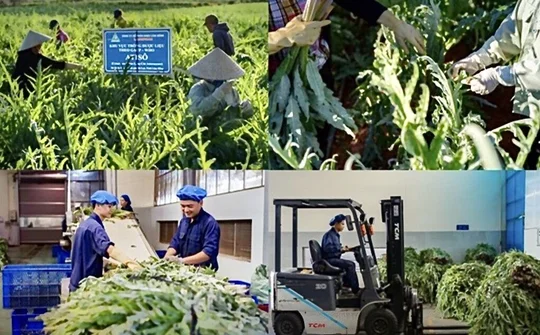 Kinh tế xanh và thực tiễn tại Việt Nam