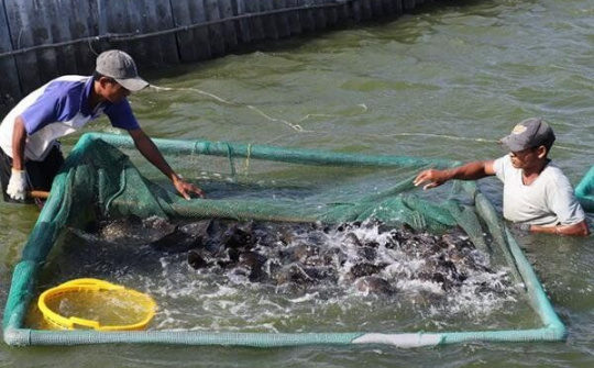 Cam Ranh: Người dân lao đao vì cá chết hàng loạt