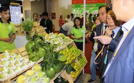 Chuyển hướng xuất khẩu giúp tránh phụ thuộc vào thị trường Trung Quốc