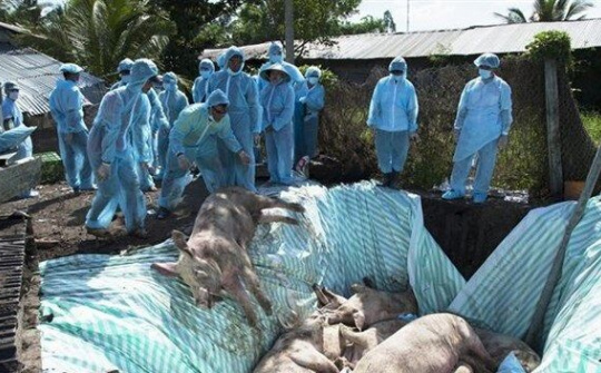 Việt Nam và Hoa Kỳ hợp tác nghiên cứu vắc xin dịch tả lợn châu Phi