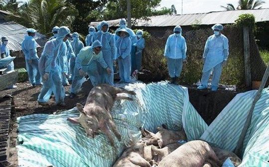 Việt Nam và Hoa Kỳ hợp tác nghiên cứu vắc xin dịch tả lợn châu Phi