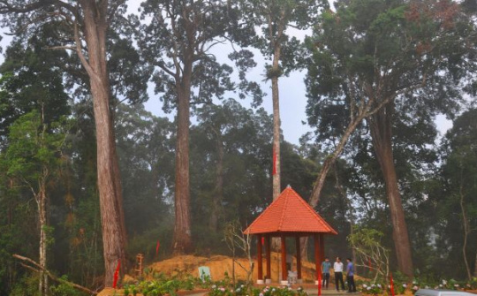 Pơ mu – Cây di sản giữa đại ngàn