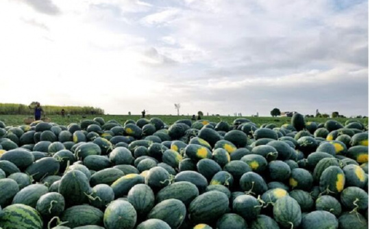 Để nông sản Việt có đầu ra đa dạng, ổn định