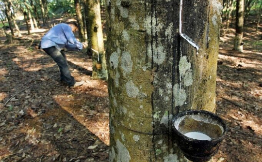 Xuất khẩu cao su phục hồi nhờ thương mại Mỹ-Trung khởi sắc
