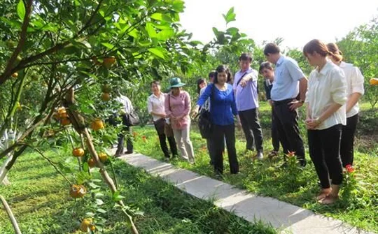 Đồng Tháp đồng hành cùng nông dân, giải quyết khắc phục các “hiện tượng xấu” trên cây có múi