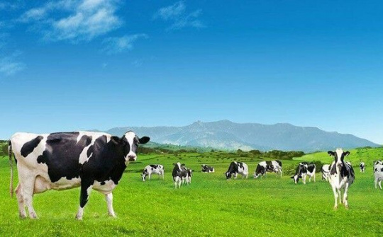 Vinamilk đủ điều kiện xuất khẩu vào Trung Quốc