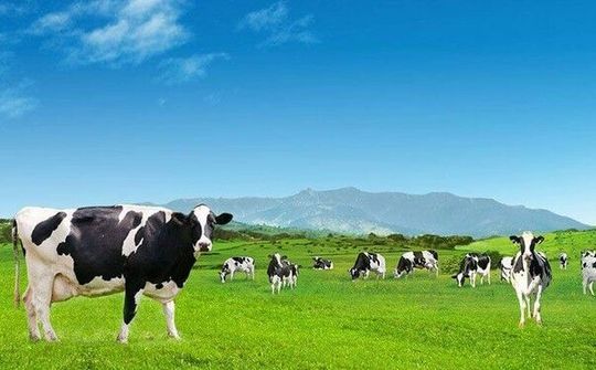 Vinamilk đủ điều kiện xuất khẩu vào Trung Quốc